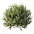 Little Ollie Dwarf Olive Bush 3D model small image 4