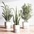 Modern Indoor Plant Set 3D 3D model small image 6