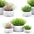 Vray Render Outdoor Plant 3D 3D model small image 6