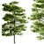 Sequoia Camphor Tree Collection 3D model small image 1