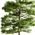 Sequoia Camphor Tree Collection 3D model small image 2