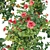 Three Rose Bushes with Varieties 3D model small image 9