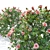 Triple Rose Bush Set 3D model small image 2