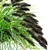 Black Beauty Pennisetum Decorative Grasses 3D model small image 4