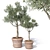 Potted Olive Tree Duo Set 3D model small image 1