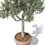 Potted Olive Tree Duo Set 3D model small image 2