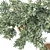 Potted Olive Tree Duo Set 3D model small image 5