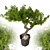 Max 2015 Bonsai Set UV Unwrap 3D model small image 6
