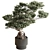 Zen Bonsai Plant - Indoor 3D model small image 1