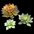 Set of Four Succulent Plants 3D model small image 3