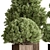 Plum Pines Outdoor Plant 3D model small image 2