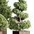 Plum Pines Outdoor Plant 3D model small image 4