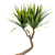 
Yucca Indoor Plant 3D Model 3D model small image 4