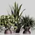 Indoor Variety Plant Set 3D model small image 3