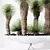 Hybrid Yucca Mexico Set01 Beauty 3D model small image 3