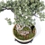 Corona Render Olive Bonsai Model 3D model small image 4