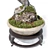 Corona Render Olive Bonsai Model 3D model small image 5