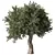 Elegant Olive Tree No.57 3D model small image 1