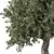 Elegant Olive Tree No.57 3D model small image 2