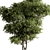 Botanical Beauty - Potted Tree 3D model small image 3