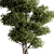 Botanical Beauty - Potted Tree 3D model small image 5