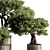 Bonsai Plant 625: Indoor Charm 3D model small image 4