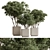 Russian Birch Tree in Pot 3D model small image 1