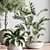 Modern Indoor Plant Set 3D 3D model small image 13