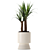 Yucca Indoor Plant 3D Model 3D model small image 4