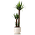 Yucca Indoor Plant 3D Model 3D model small image 5