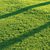 Pro Render Grass Pack 3D model small image 5