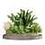 Premium 3D Garden Plant Collection 3D model small image 4