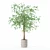 Modern Ficus Benjamina Plant Set 3D model small image 4