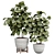  Ficus Indoor Plant 3D Model 3D model small image 1