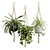 Exotic Indoor Hanging Plant Models 3D model small image 1