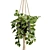 Exotic Indoor Hanging Plant Models 3D model small image 5