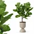 Modern Ficus Lyrata Plant Pot 3D model small image 4