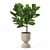 Modern Ficus Lyrata Plant Pot 3D model small image 5