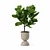 Modern Ficus Lyrata Plant Pot 3D model small image 1