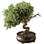 633 Indoor Bonsai Plant 3D model small image 1
