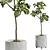 Ficus Lyrata Indoor Plant Model 3D model small image 2