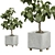 Ficus Lyrata Indoor Plant Model 3D model small image 3