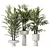 Rhapis Excelsa Lady Palm Set 3D model small image 1