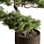 Bonsai Plant 626: Indoor Beauty 3D model small image 2