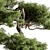 Bonsai Plant 626: Indoor Beauty 3D model small image 3