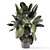 - 3D Indoor Plants in Stone Pot 3D model small image 6