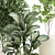 White Pot Collection: Exotic Plants 3D model small image 3