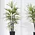 Rhapis Excelsa Lady Palm Set 3D model small image 3