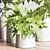 Modern Indoor Plant Set 051 3D model small image 3