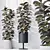 Burgundy Foliage Rubber Plant Trio 3D model small image 4